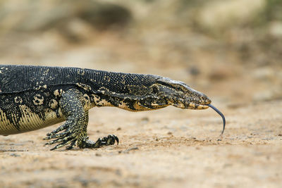 Close-up of a lizard on land