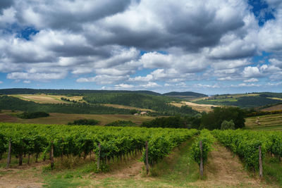 Scenic view of agricultural field against sky