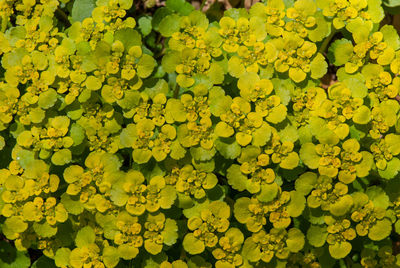 Full frame shot of yellow flowers