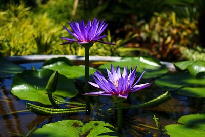 Purple lotus water lily in lake