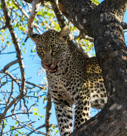 Low angle view of cat on tree