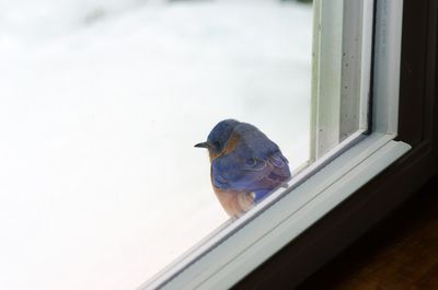 Close-up of bird perching