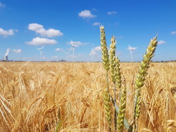 Wheat field against sky