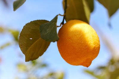 Close-up of fruits on tree