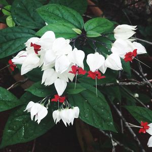 Close-up of white flowers blooming outdoors