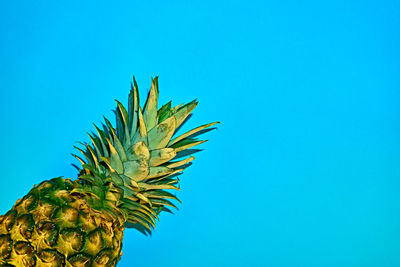 Low angle view of plant against clear blue sky