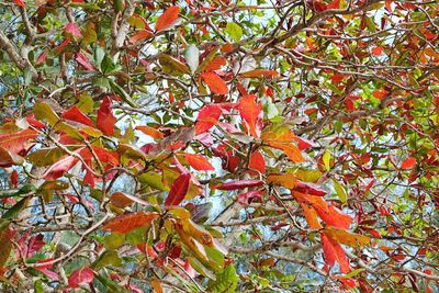 Low angle view of tree branches