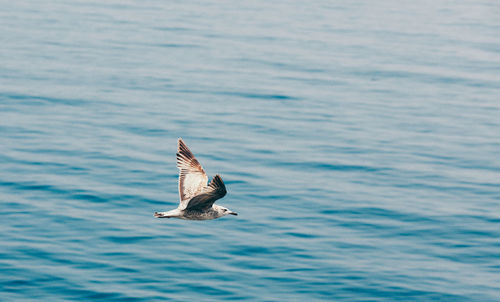 Bird flying over sea