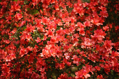 High angle view of red flowering plants