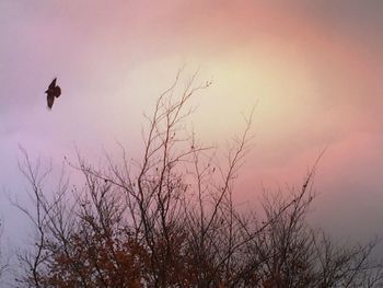 Low angle view of birds flying in sky