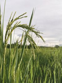 Close-up of stalks in field against sky
