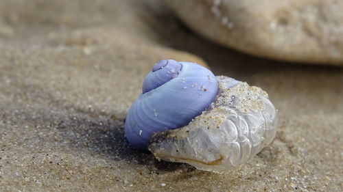 Close-up of seashell on beach
