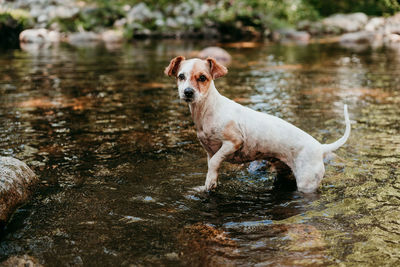 Cute small jack russell dog swimming in river in forest. standing on rock. pets, adventure