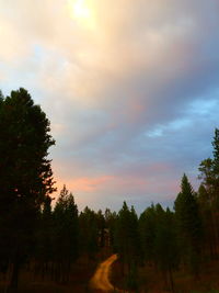 Silhouette trees against sky during sunset