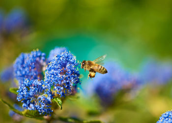 Close-up of bee pollinating on purple flower