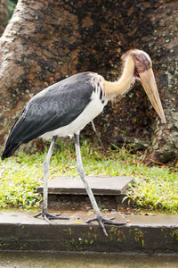Bird perching on a lake