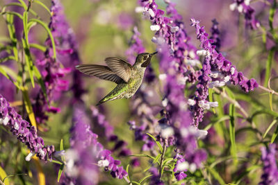 Close-up of butterfly pollinating on purple flower