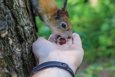 Close-up of hand holding squirrel on tree trunk