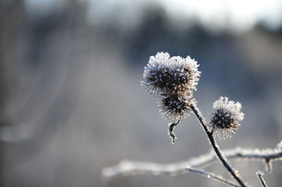 Close-up of wilted plant during winter