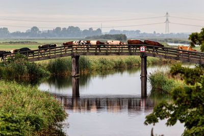Cows on footbridge over river