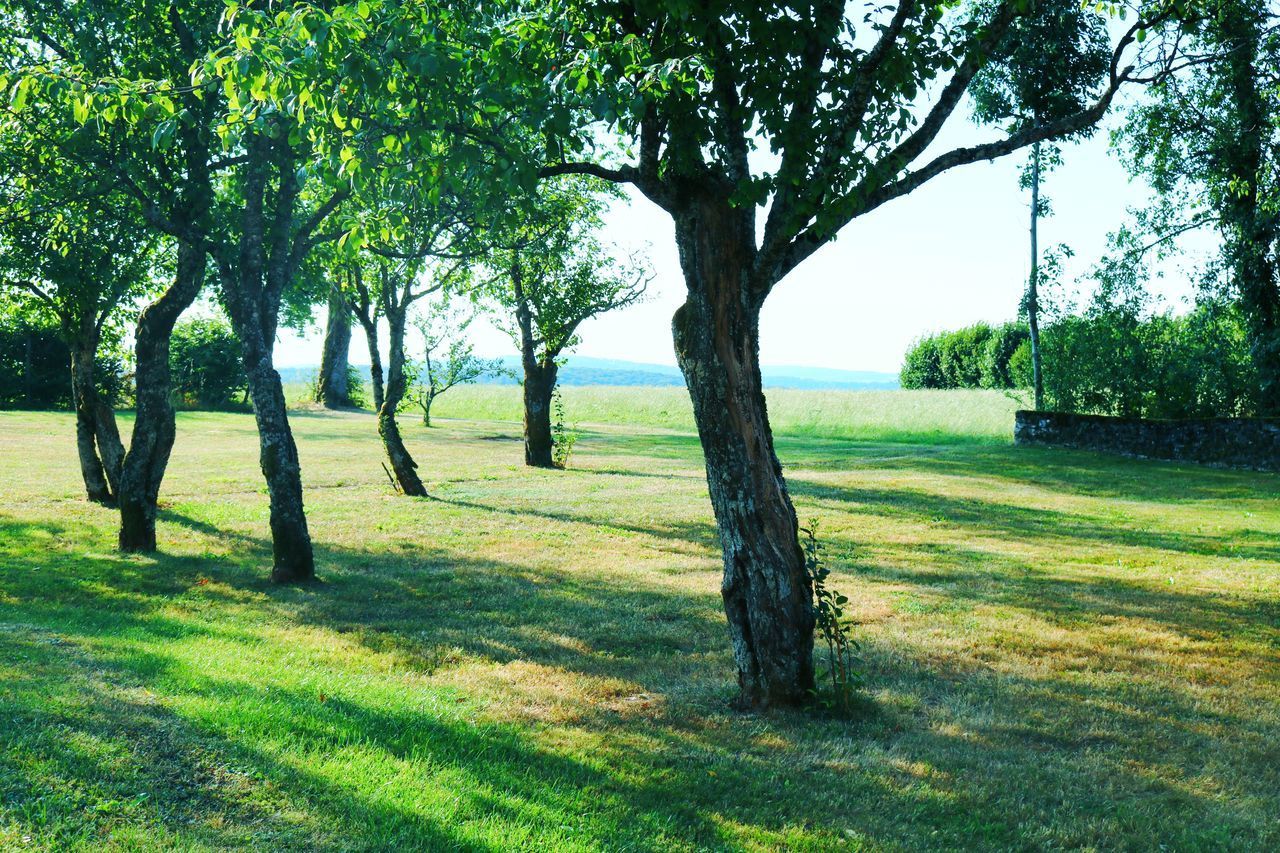 VIEW OF TREES IN PARK