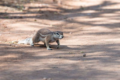 Close-up of squirrel on rock