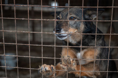 Homeless dog in a cage at a shelter. homeless dog behind the bars looks with huge sad eyes