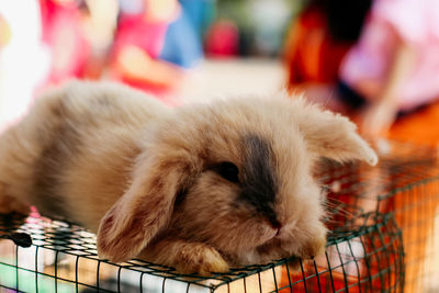 Close-up of a cat in cage