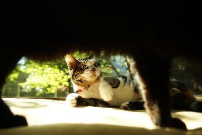 Cat looking away