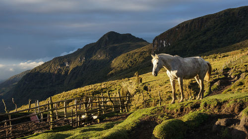 Horse grazing on field against sky