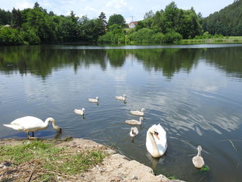 Swans swimming in lake