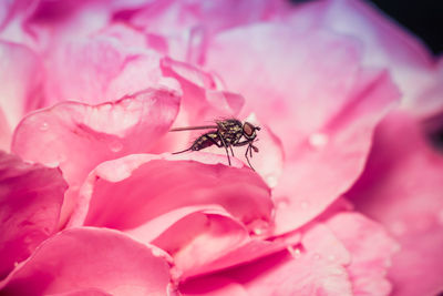 Close-up of insect on pink flower