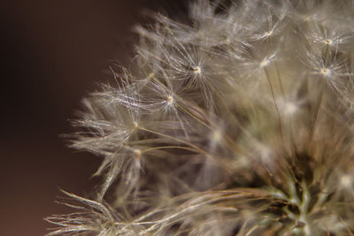 Macro of white dandelion pappus in the sun