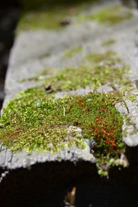 Surface level of moss