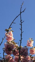 Low angle view of pink flower tree against clear sky