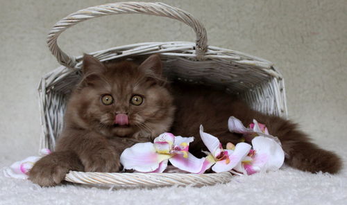 Portrait of kitten in basket