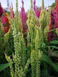 Close-up of succulent plant