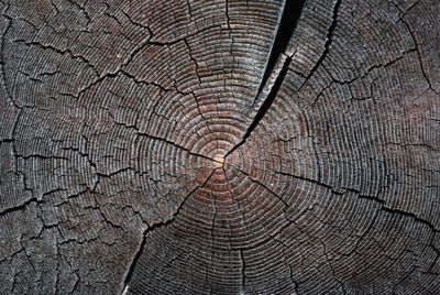 Full frame shot of tree stump in forest