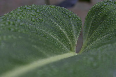 Close-up of wet plant leaves during rainy season