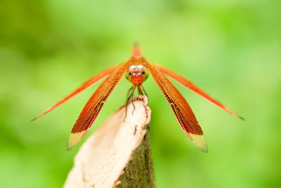 Close-up of insect on leaf