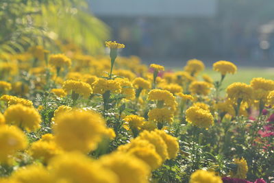 Close-up of yellow flowering plants on field