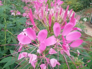 Close-up of pink flowers growing on plant