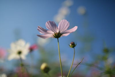 Close-up of cosmos flower blooming against clear sky