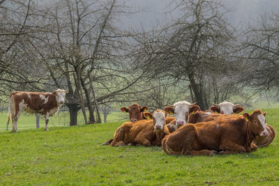 Sheep in a field