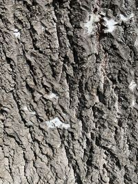 Full frame shot of tree trunk