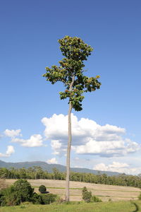 Tree on field against sky