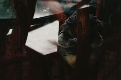 Koala on tree trunk seen through glass in zoo