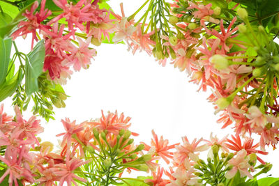 Low angle view of flowering plant against trees