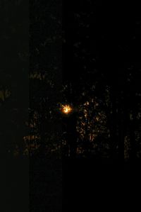 View of illuminated trees at night