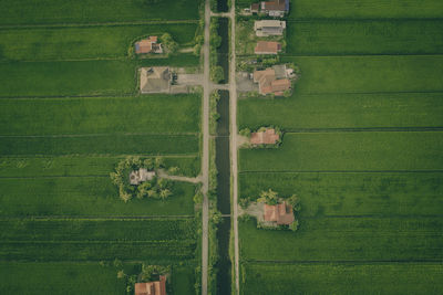 Scenic view of agricultural field